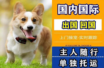石景山区宠物托运公司石景山区宠物托运公司石景山区宠物托运公司